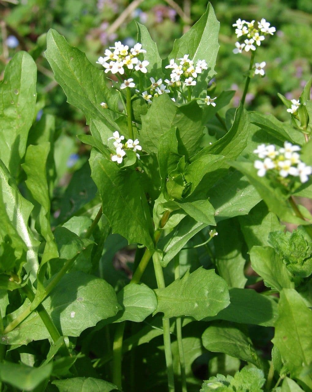 Calepina irregular 30