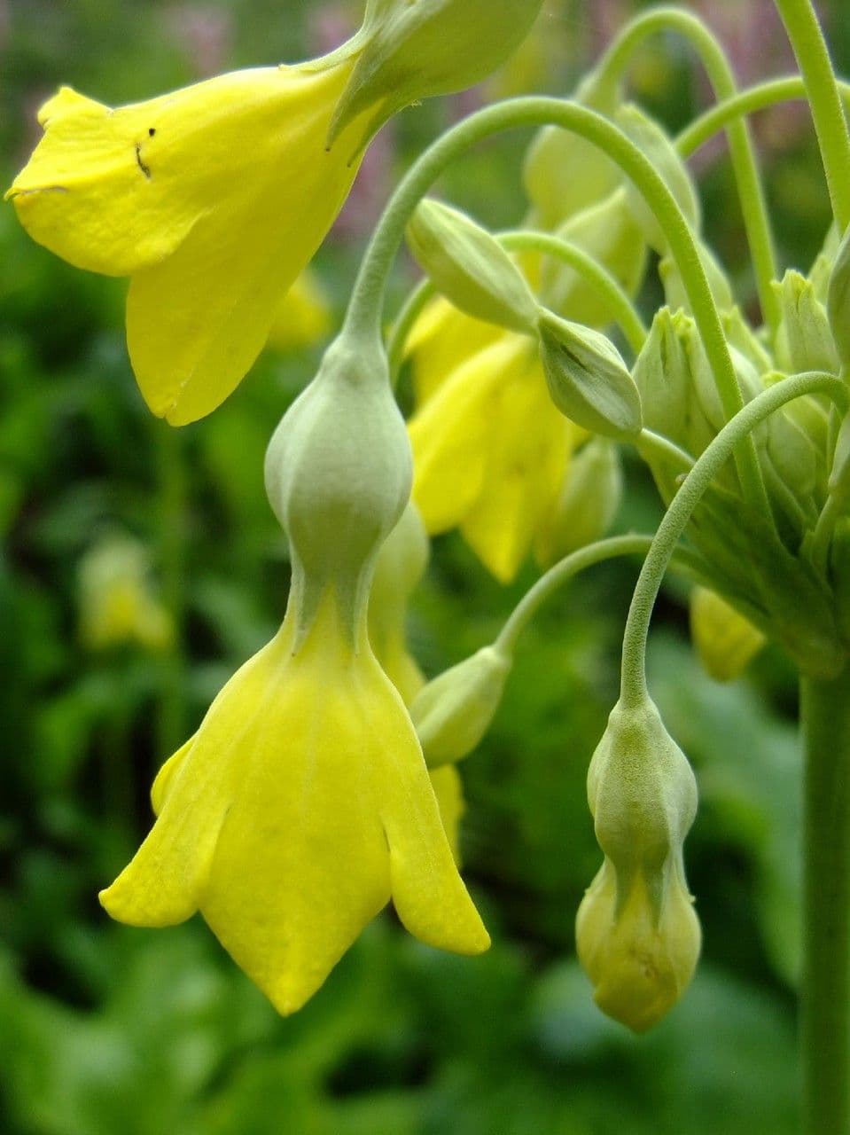 Primula di Florinda 4