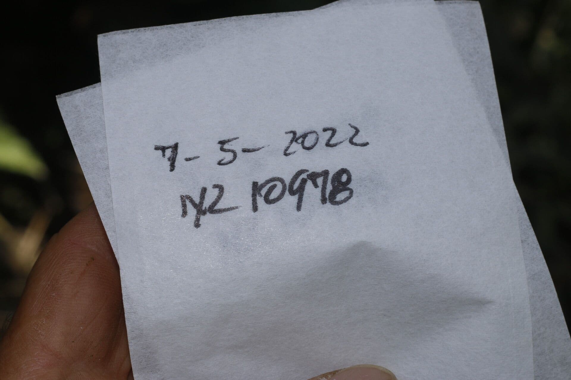 Wercklea 22