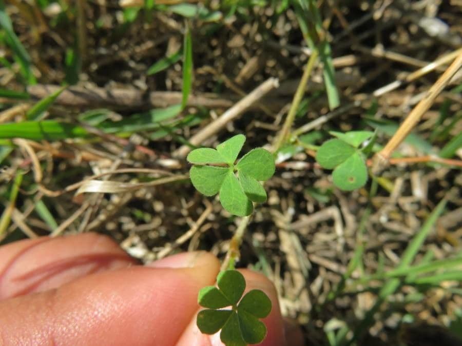Oxalis conorrhiza 10