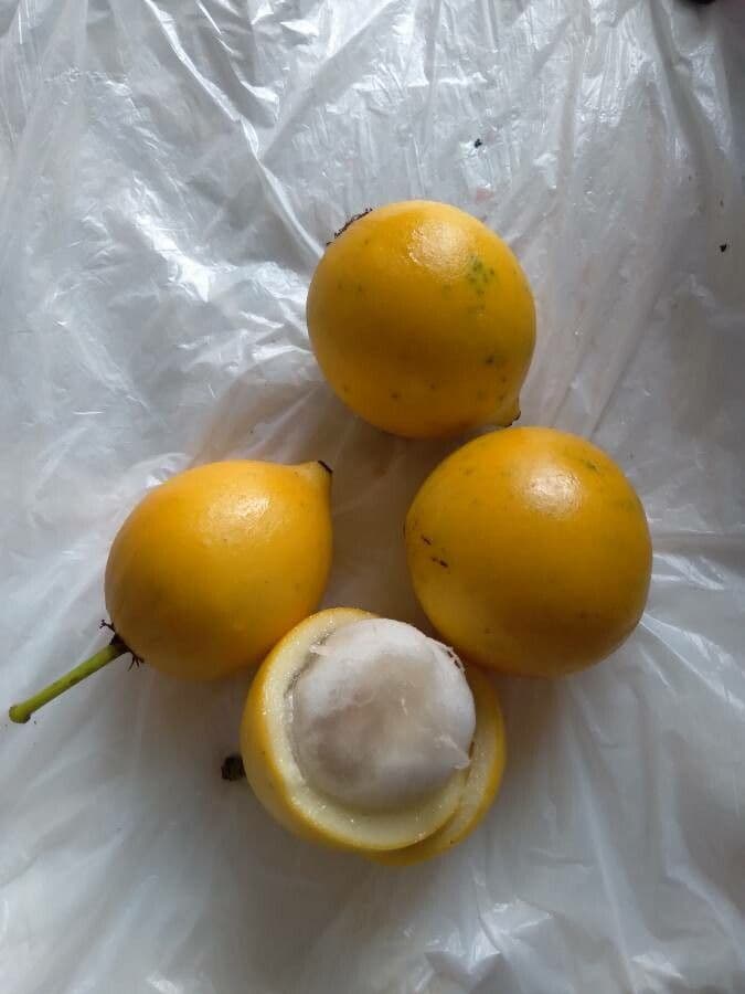 Garcinia 2