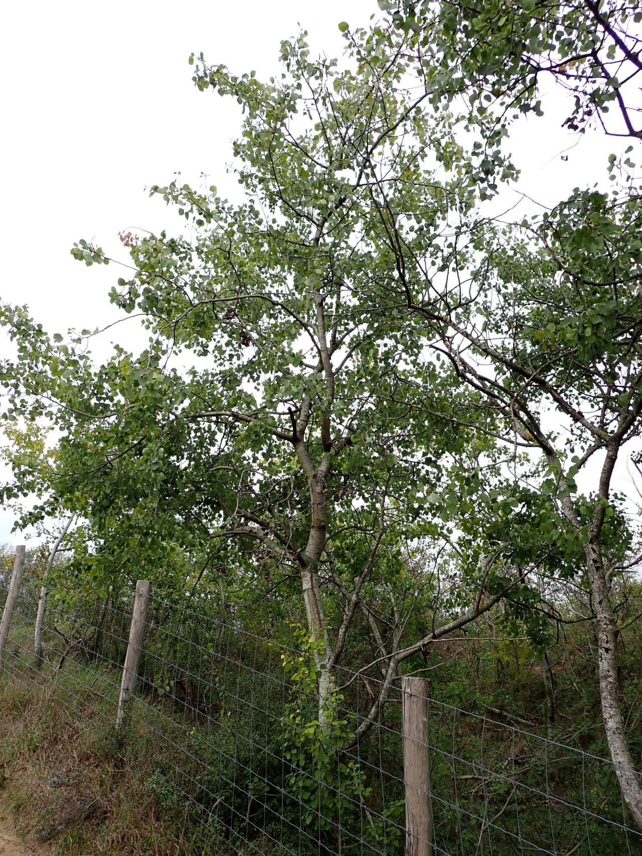Pioppo tremulo 11
