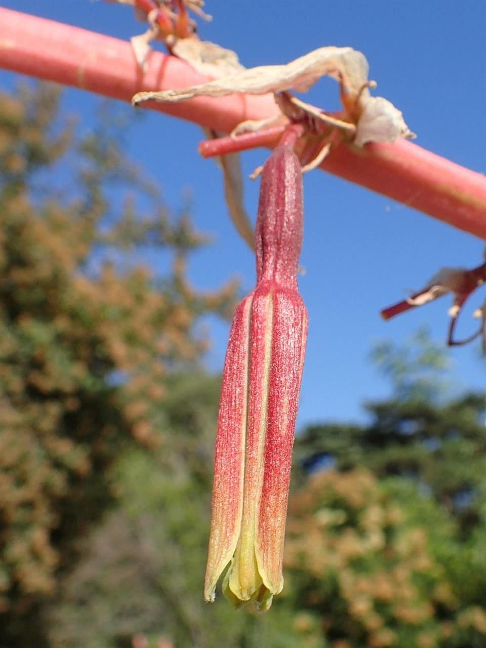 Beschorneria 8