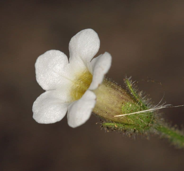 Phacelia 3