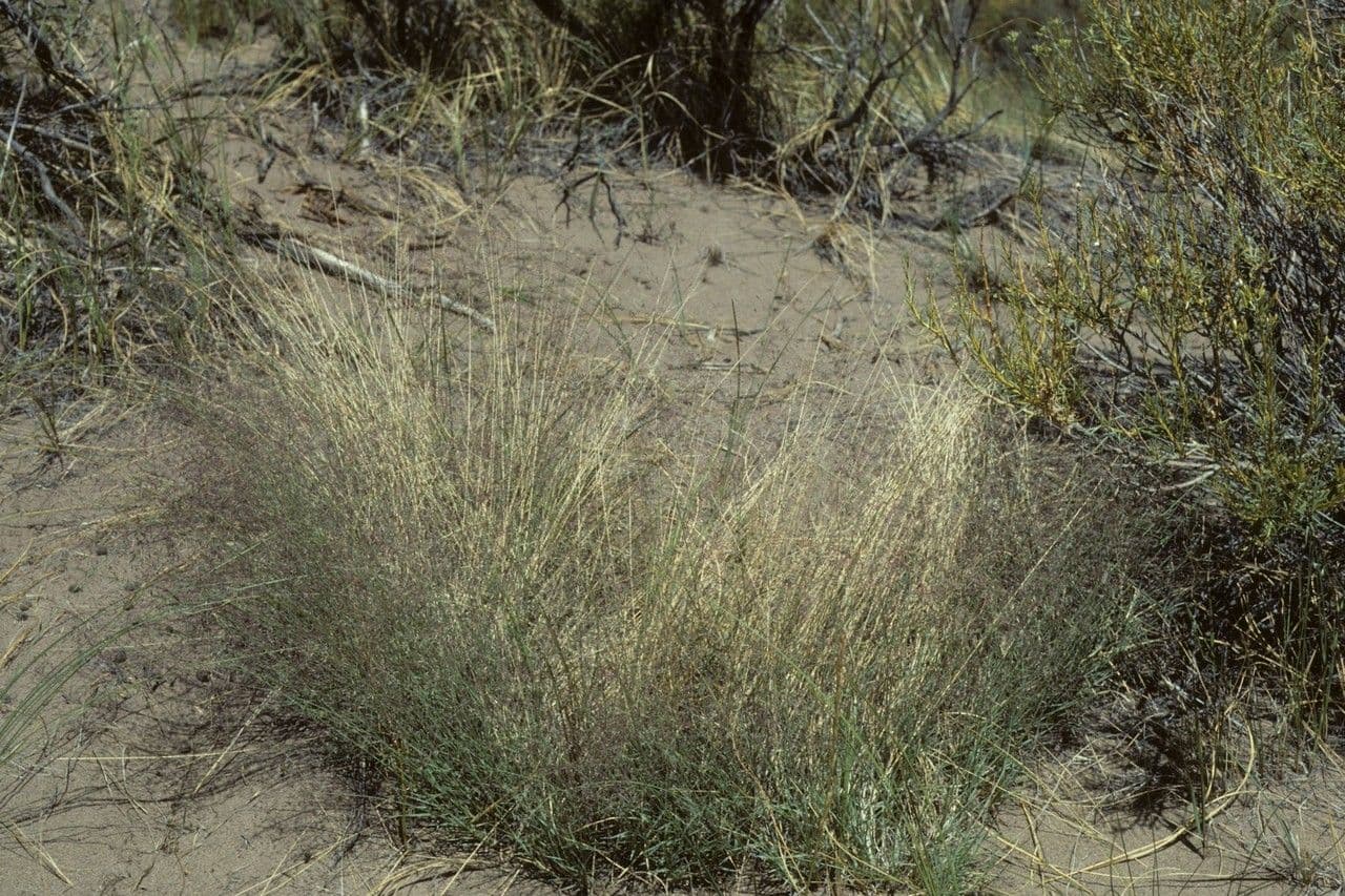 Muhlenbergia