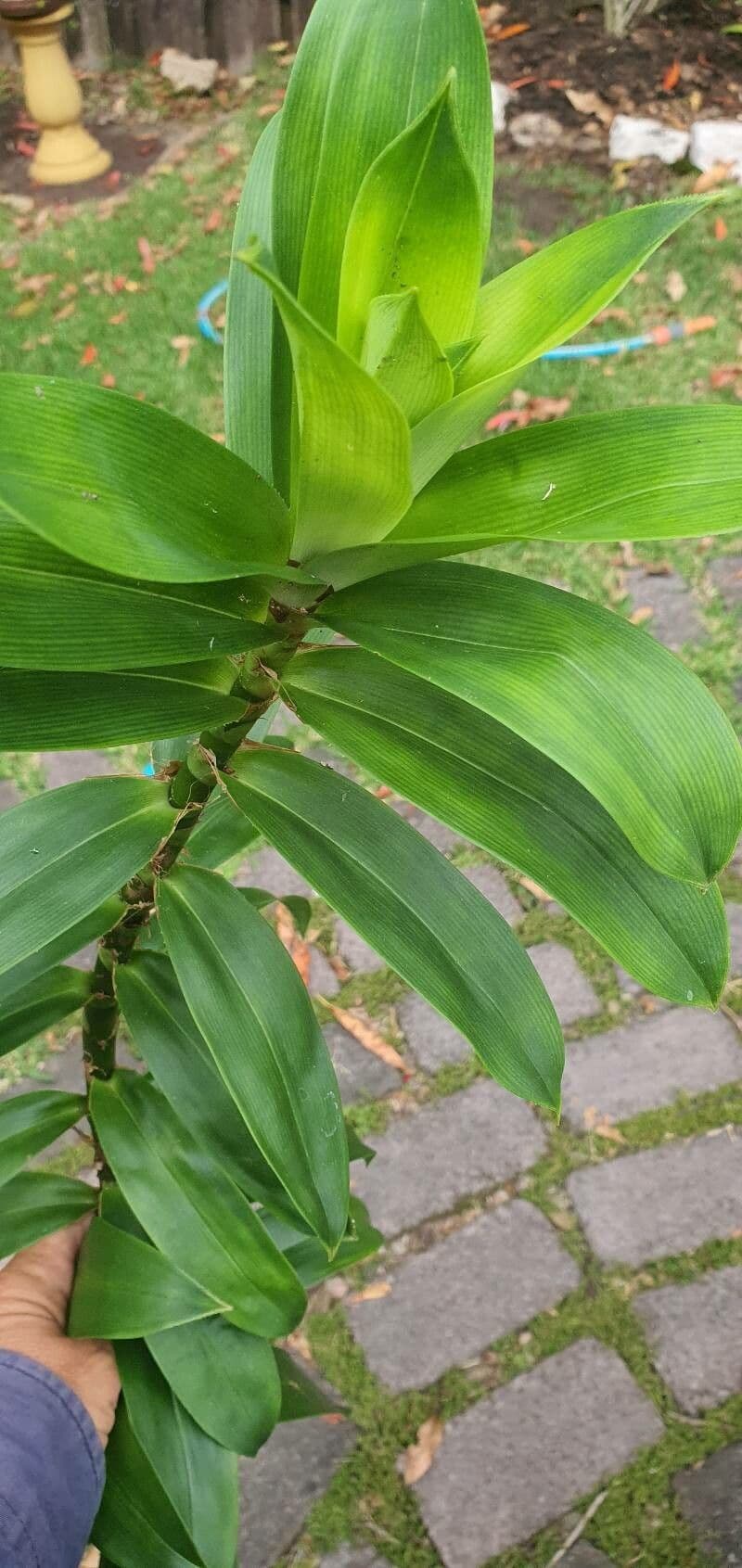 Freycinetia pnąca
