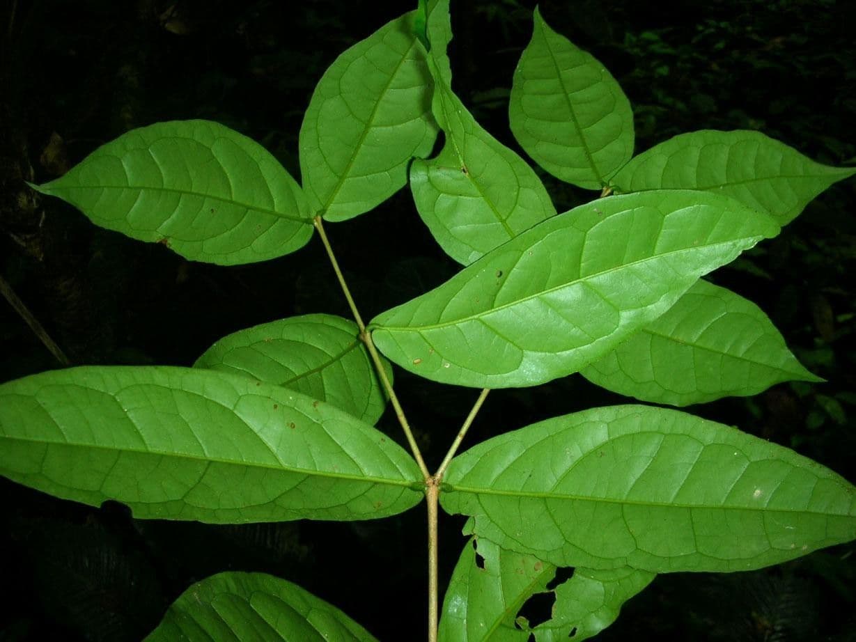 Eugenia 17