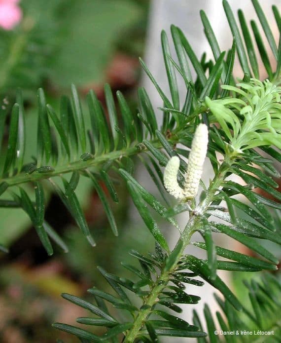 Podocarpus 8
