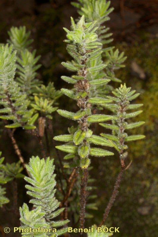 Micromeria 3