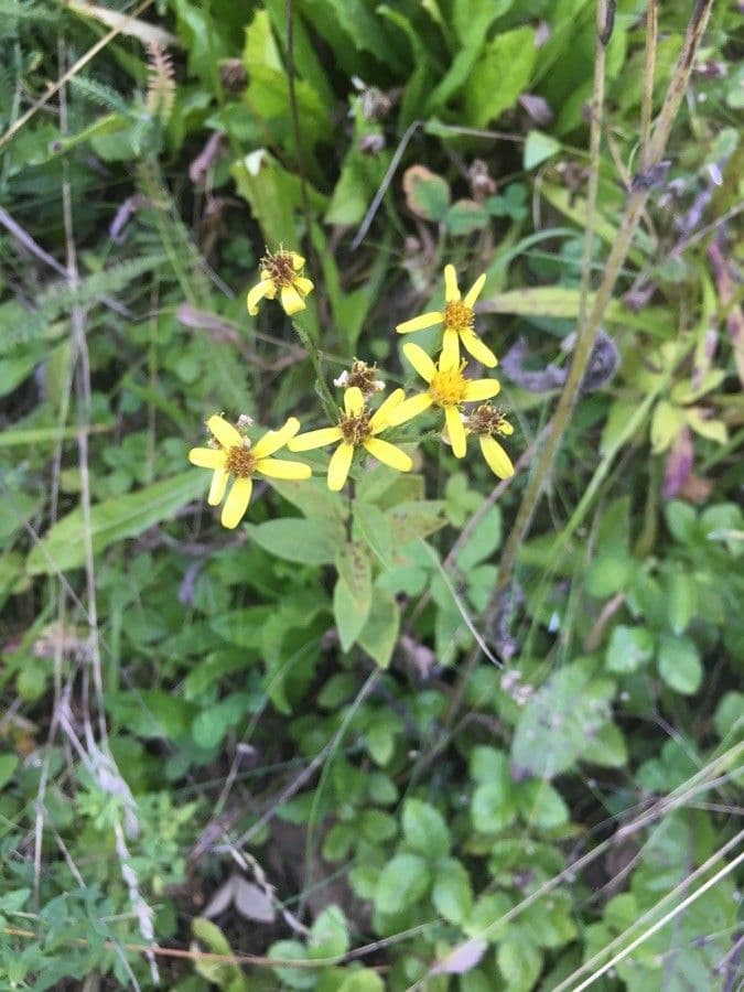 Senecio sarracenico 11