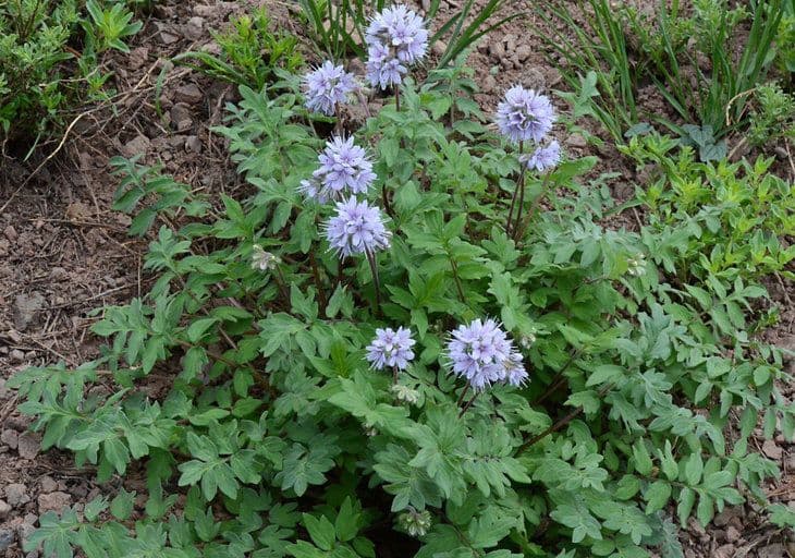 Hydrophyllum occidentale 7