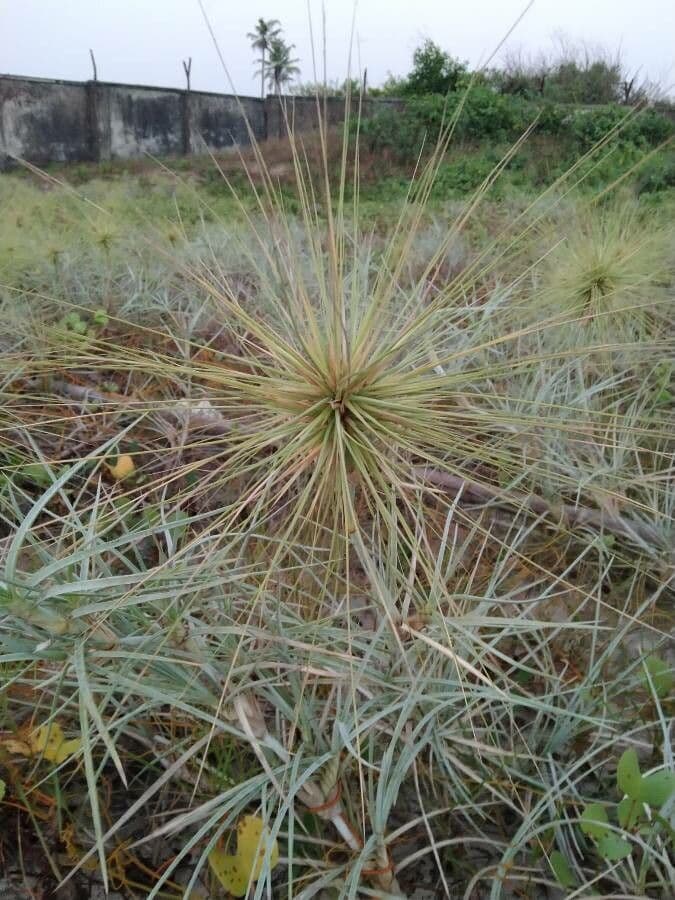 Spinifex littoreus 2