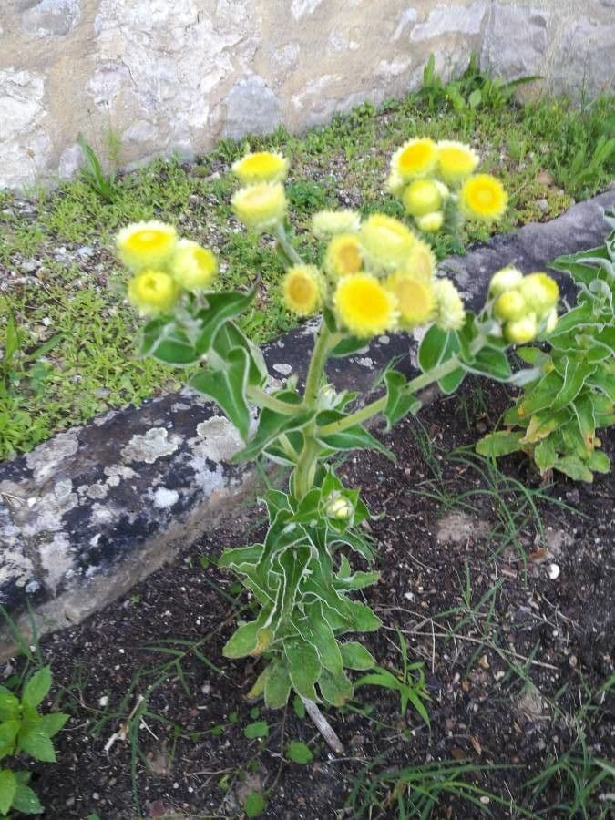 Stinkende Strohblume 11