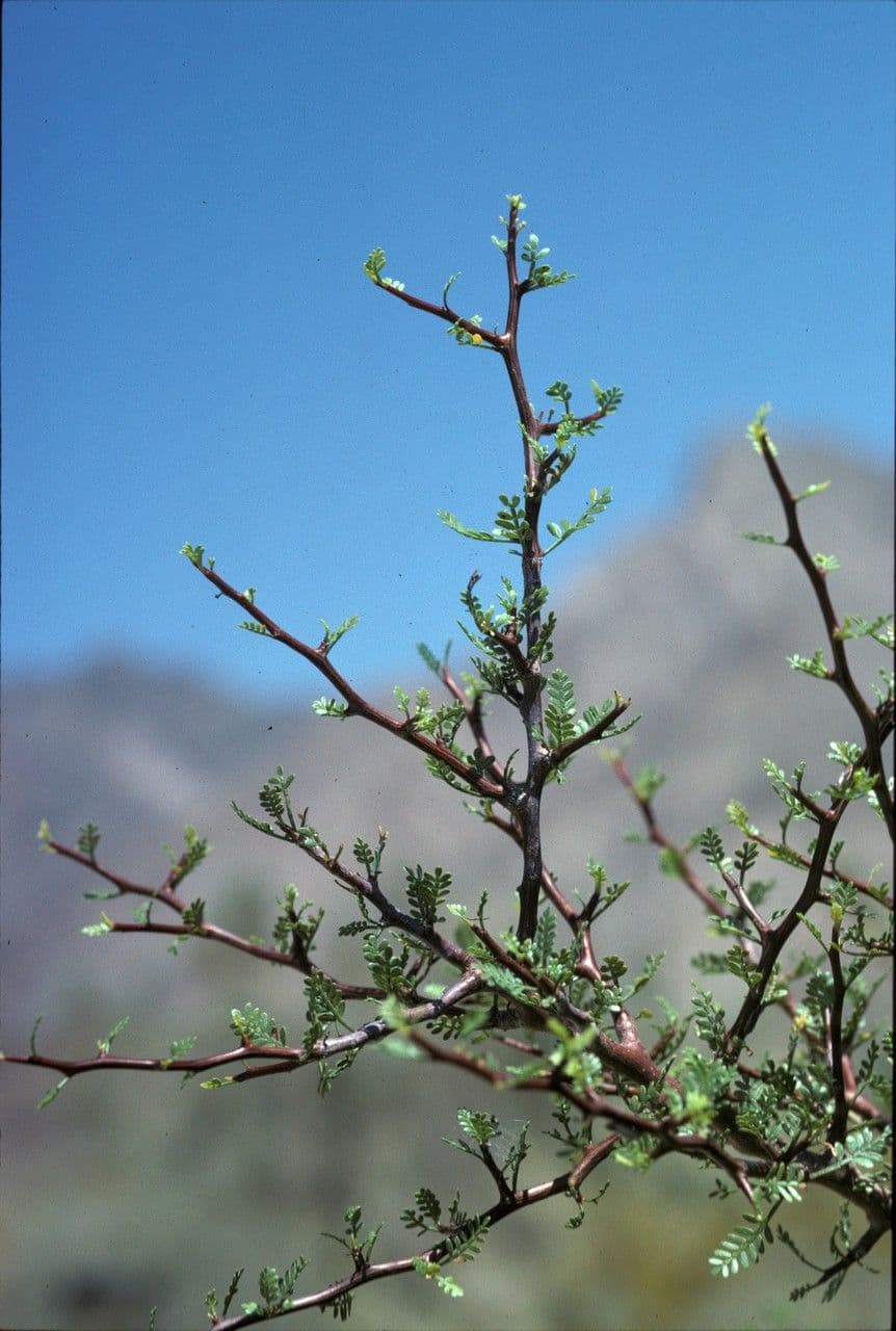 Albero elefante 3