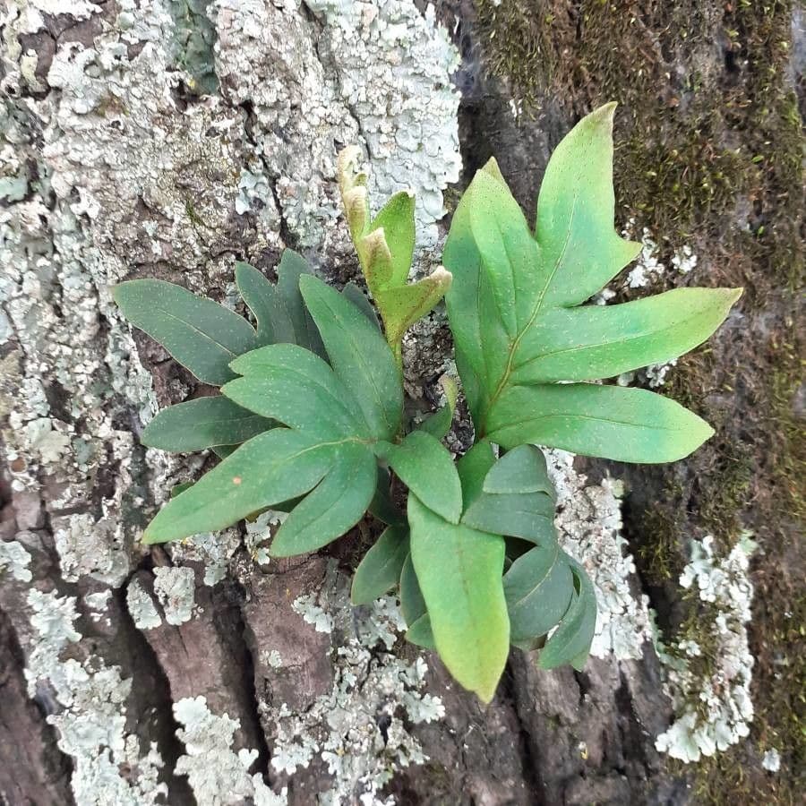 Polypode faux doré 2
