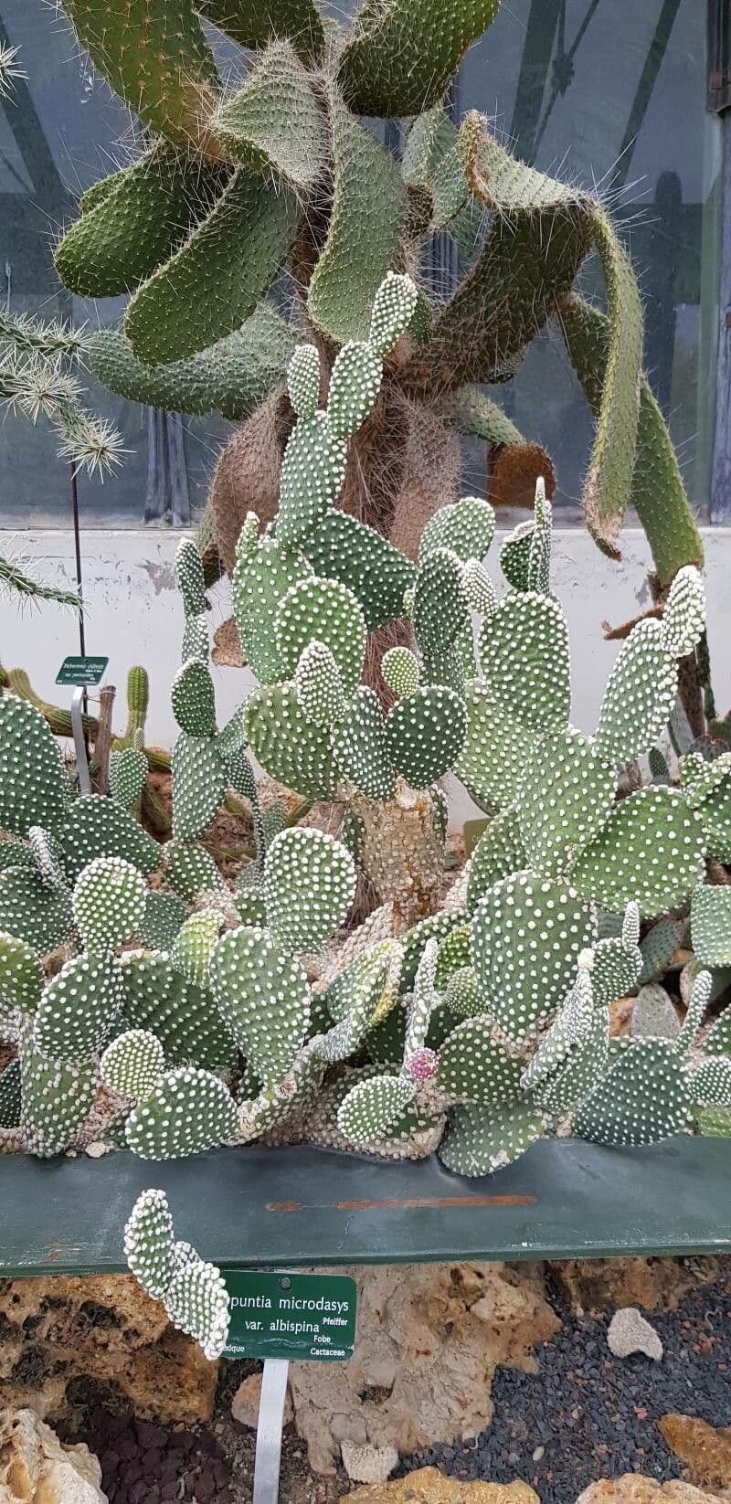 Nopal 14