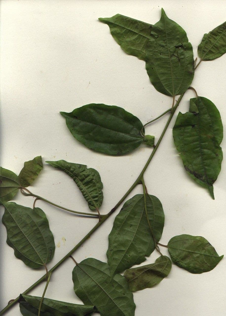 Sparattanthelium 6