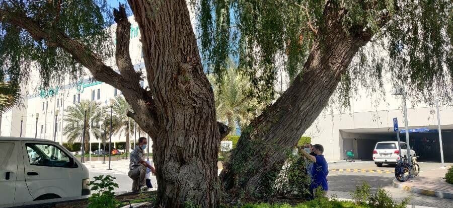 Prosopis 12