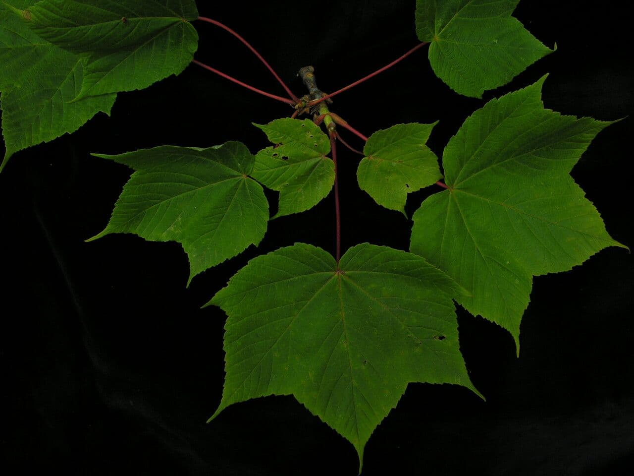 Acero 3