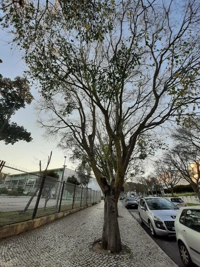 Bagolaro 11