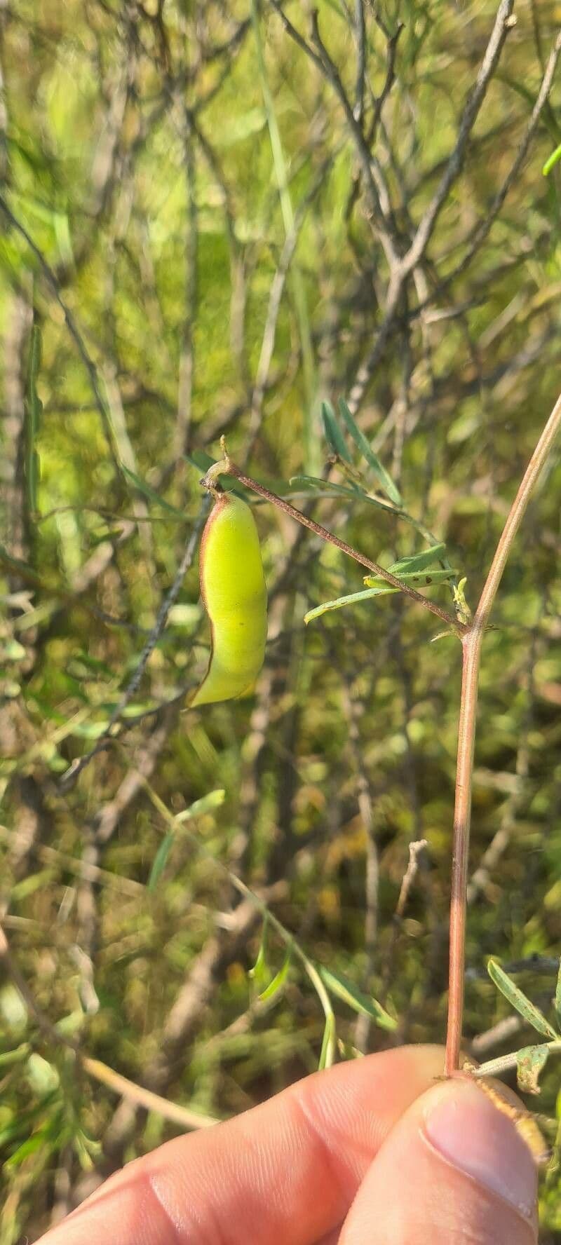 Vesce à une fleur 5
