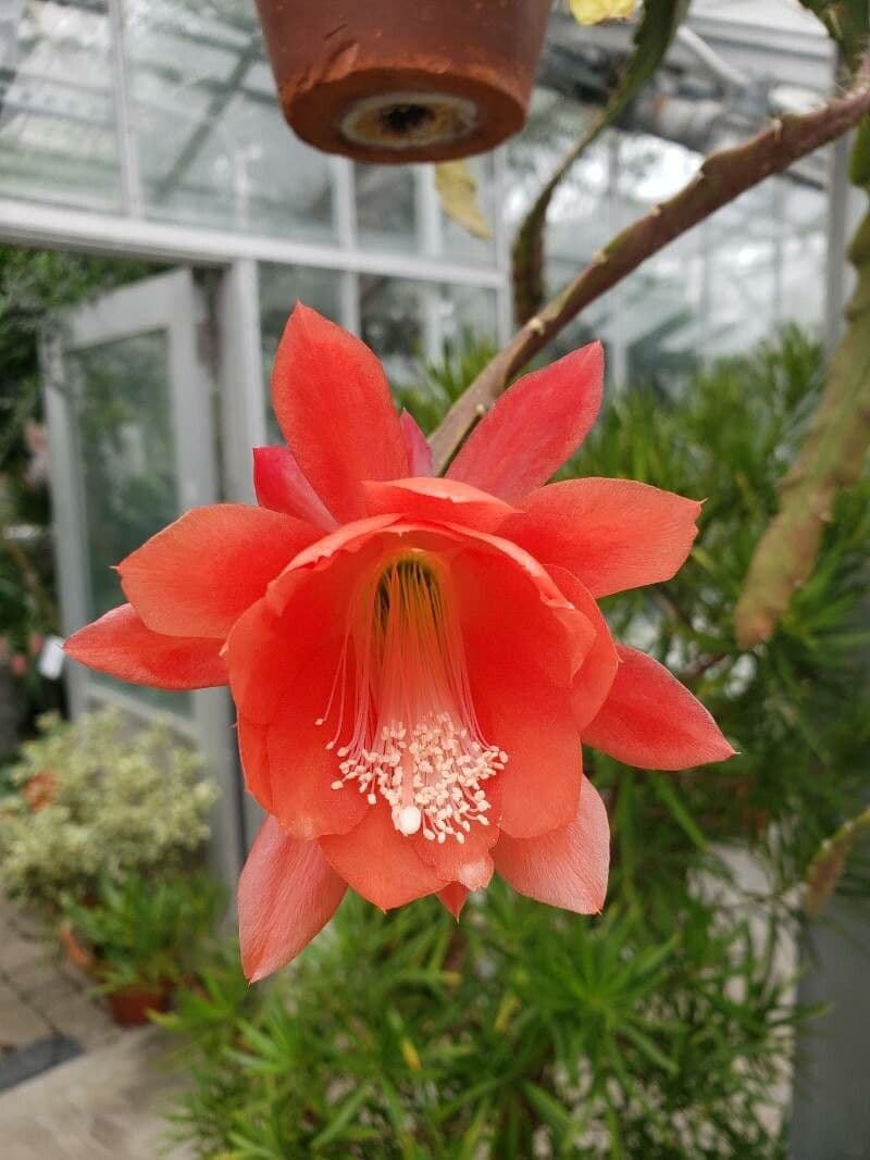 Disocactus 8