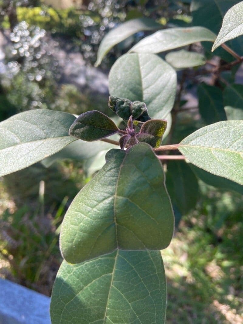 Lanstalt 5
