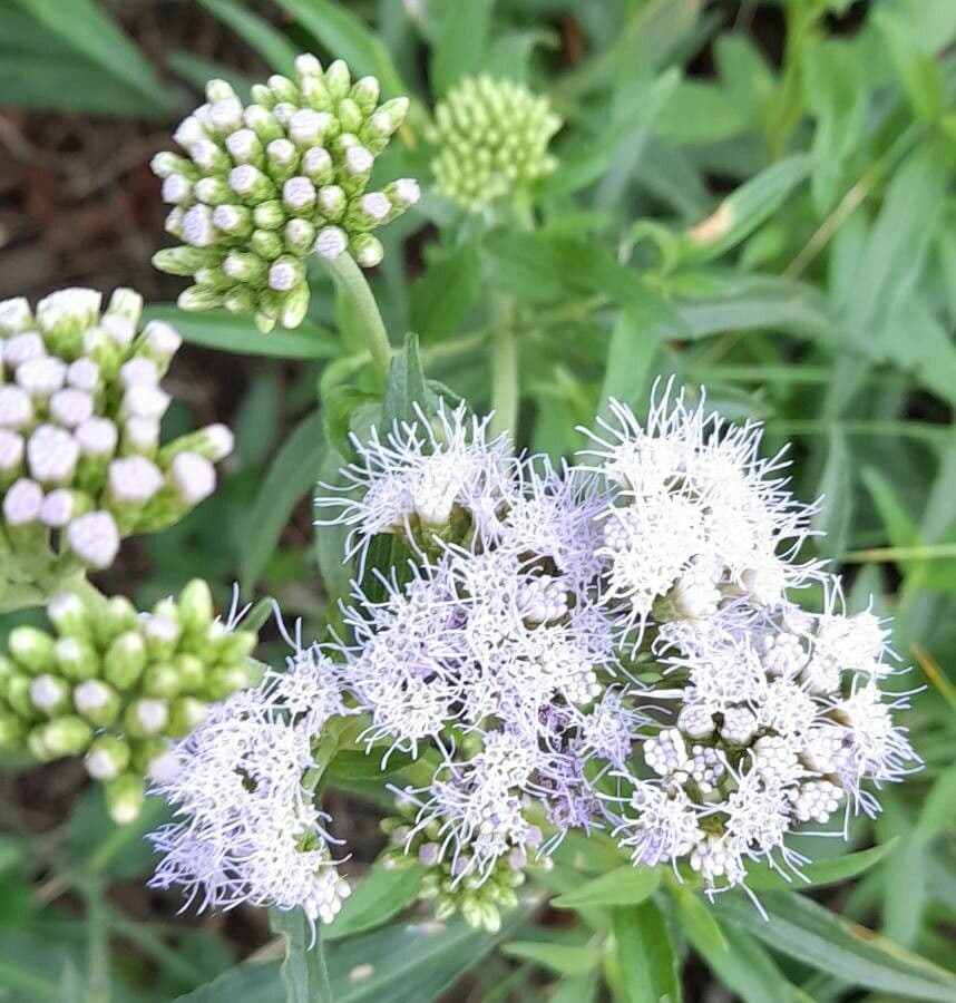 Chromolaena arnottiana 4
