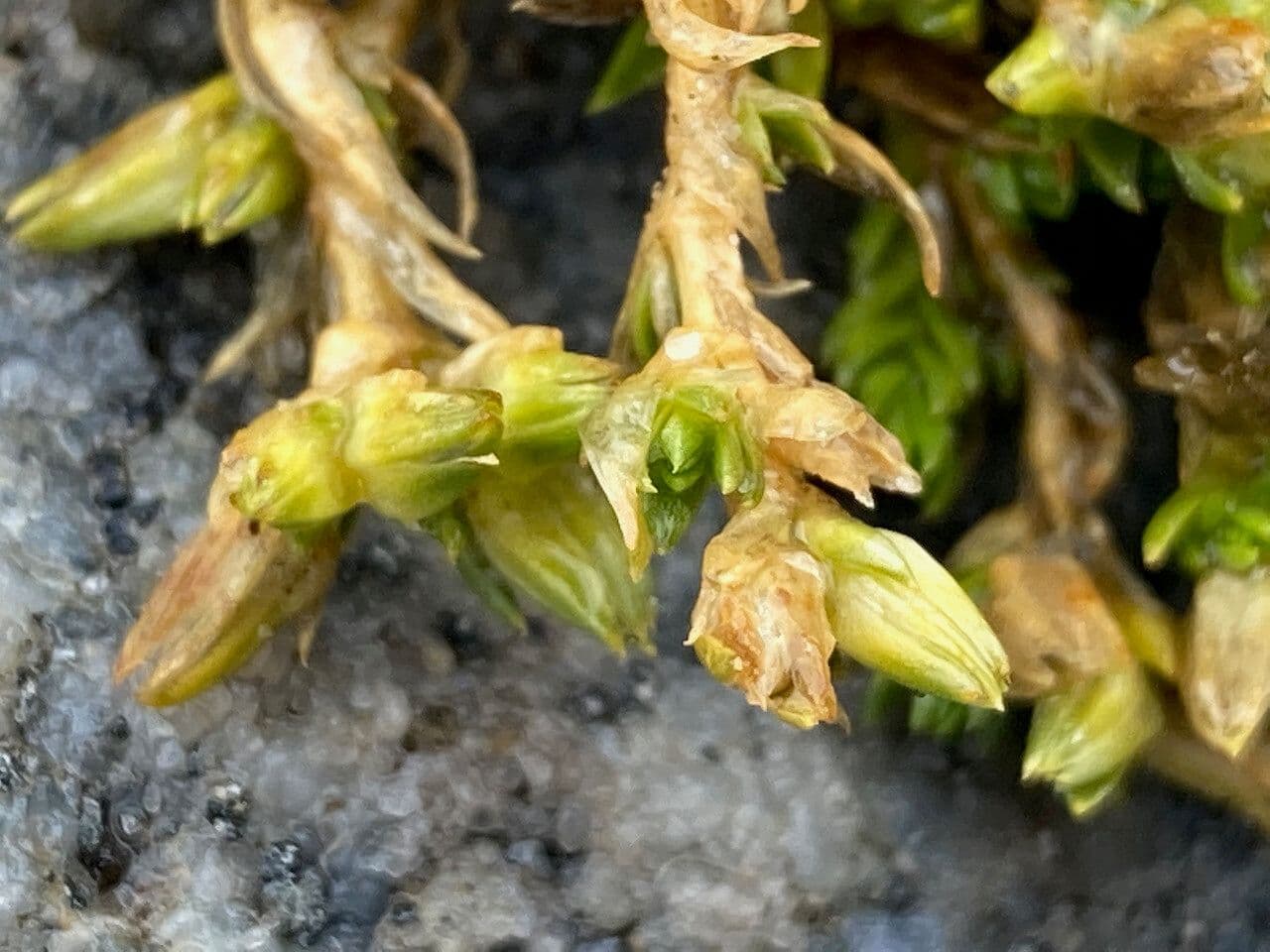 Arenaria 3