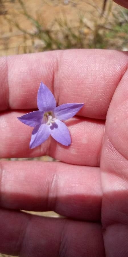 Wahlenbergia capillaris 2