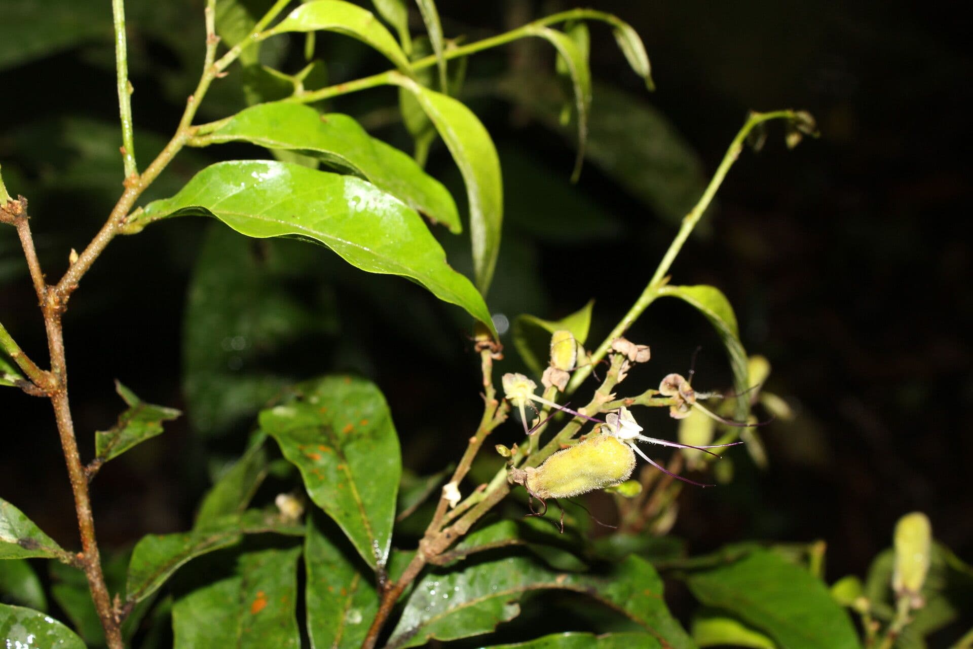 Hirtella triandra 7