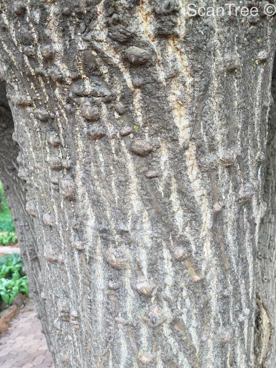 Albero corallo comune 23