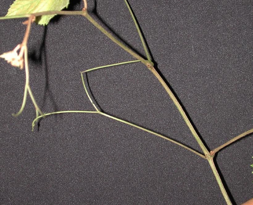 Vitis tiliifolia 23