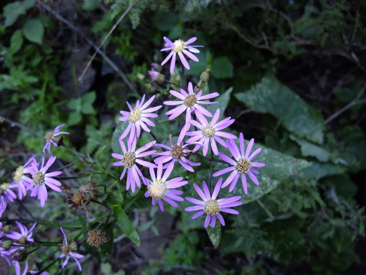 Pericallis 9