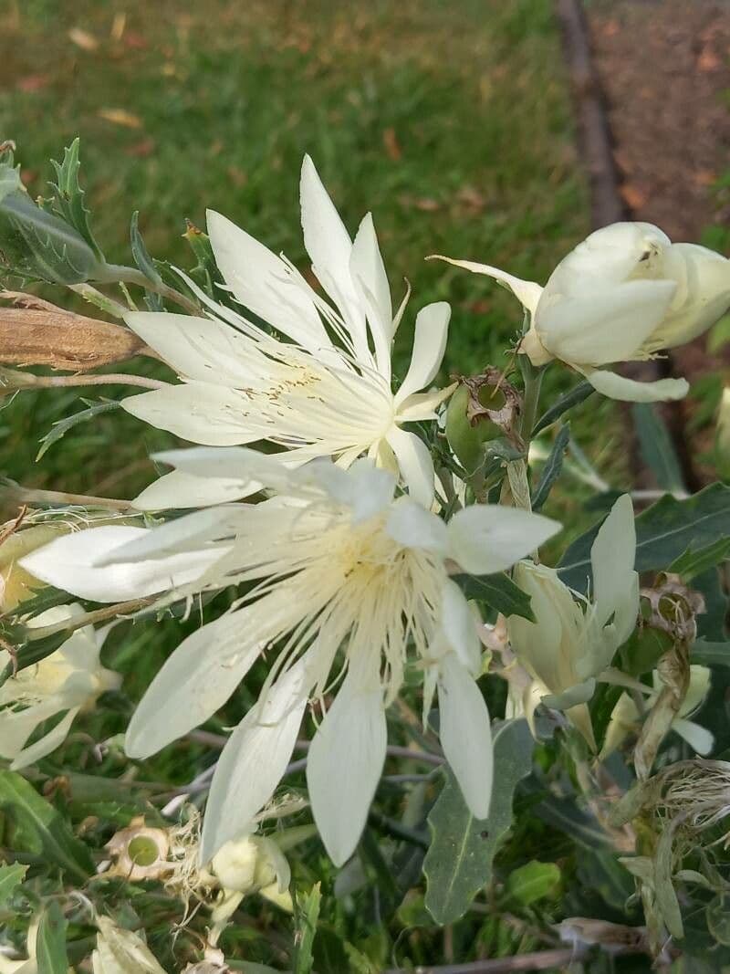 Mentzelia