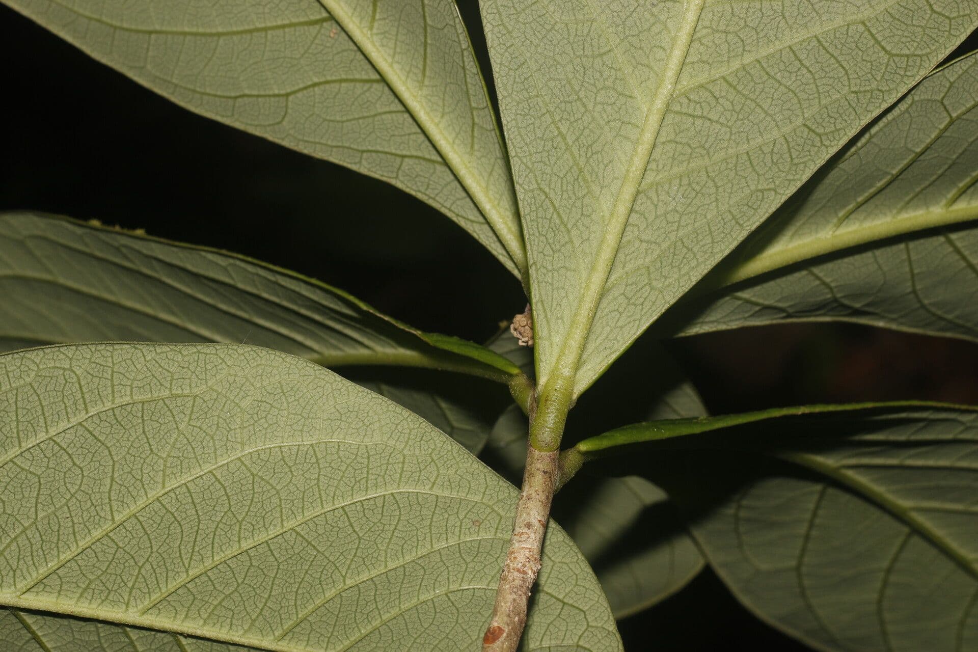 Daphnopsis 3