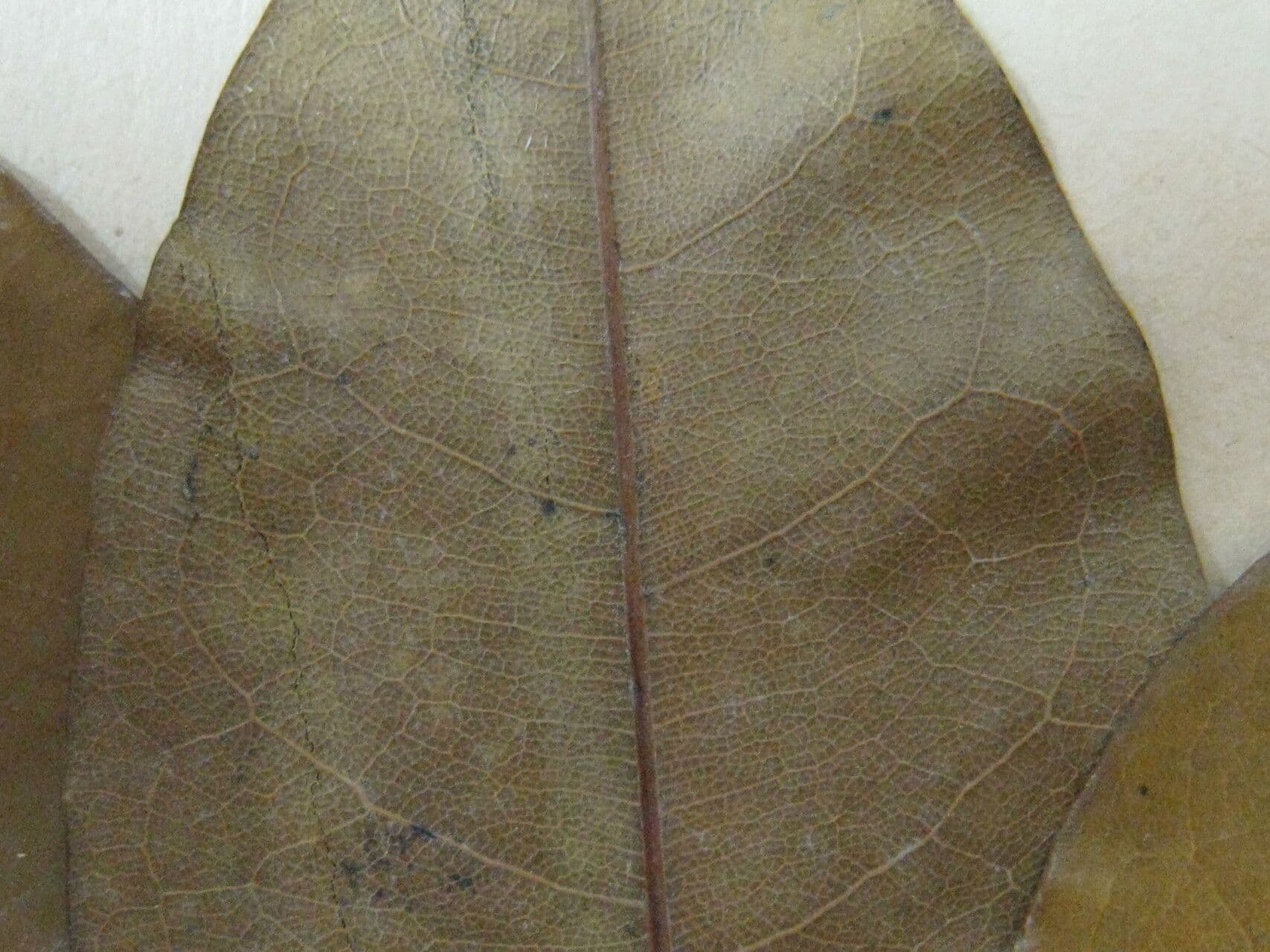 Vochysia 3