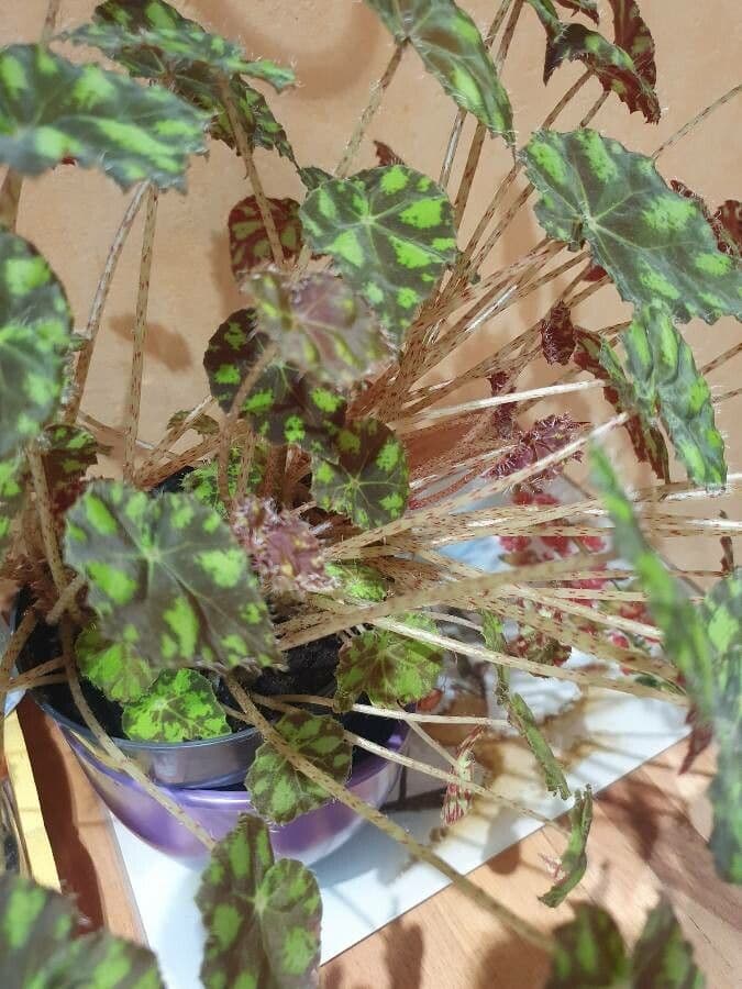 Begonia 2
