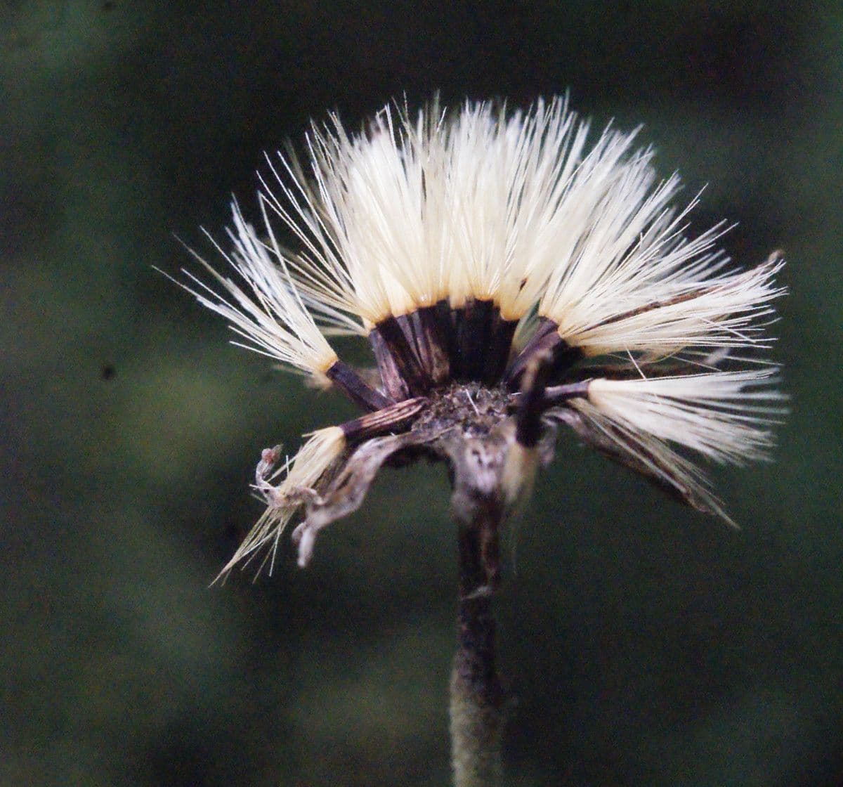 Sparviere sabaudo 2