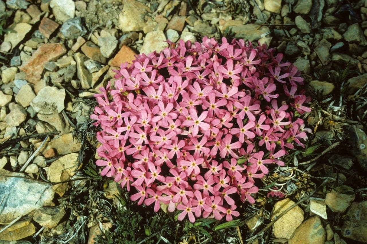 Berg-Mannsschild