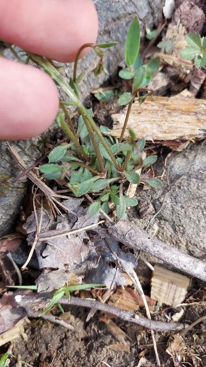 Houstonia azzurra 14