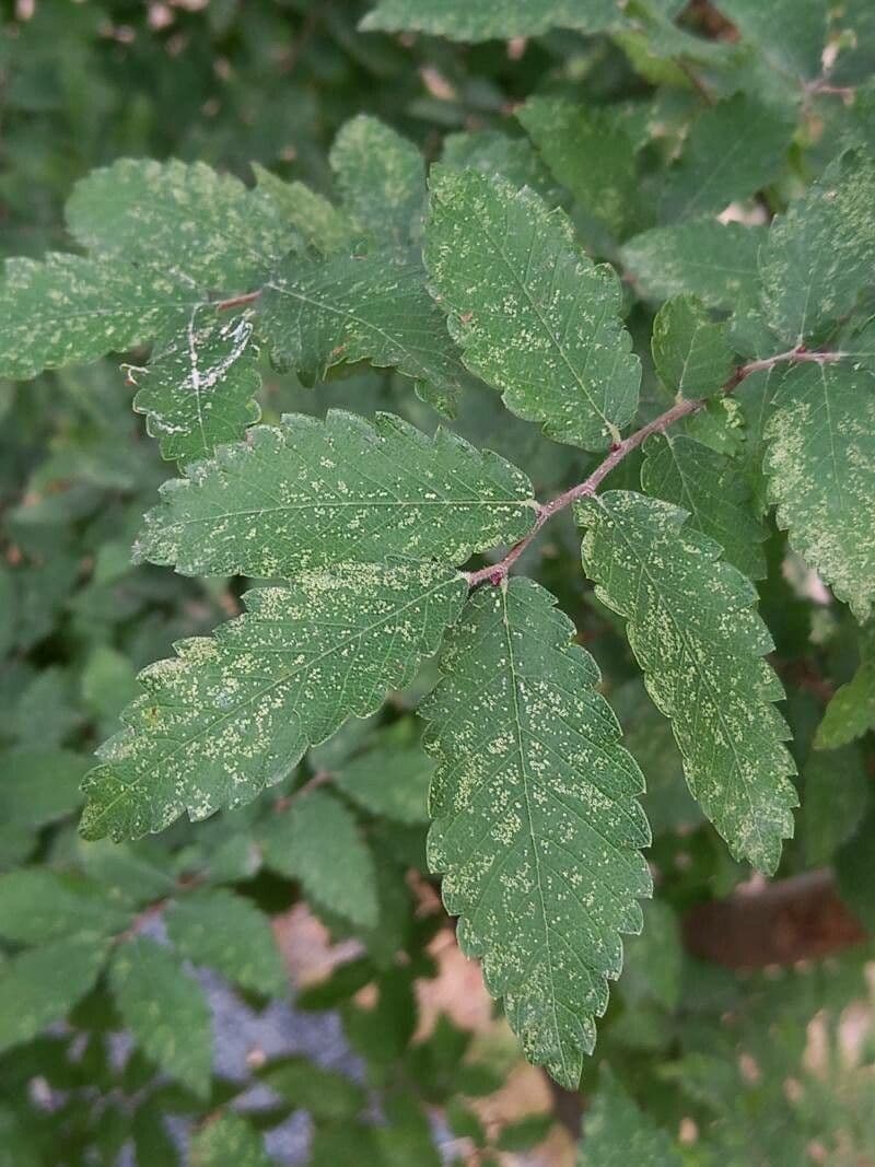 Zelkova cinese 2