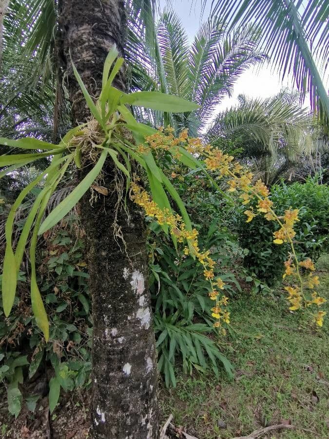 Oncidium sphacelatum 8