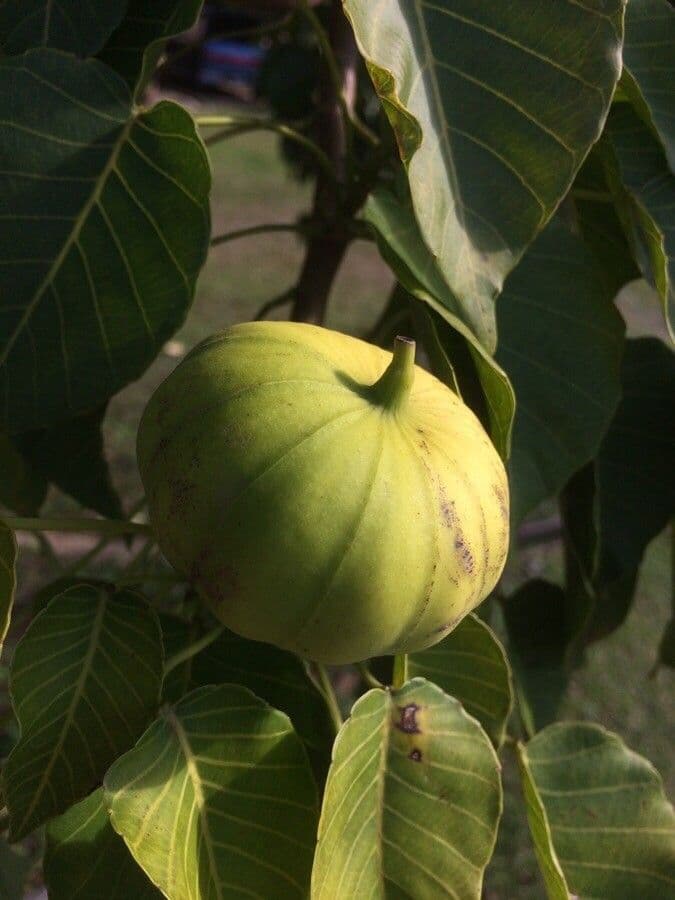 Sandbüchsenbaum 4