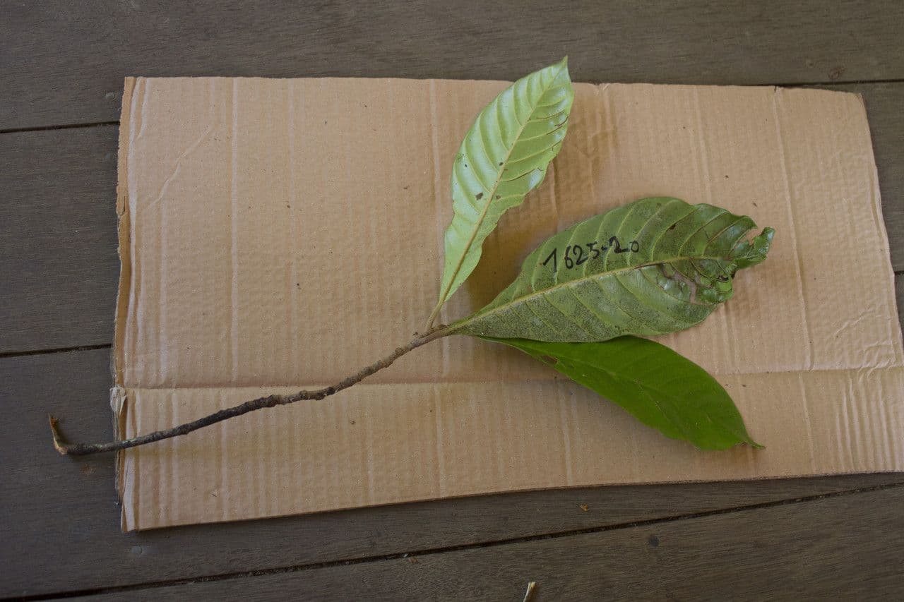 Chrysophyllum 2