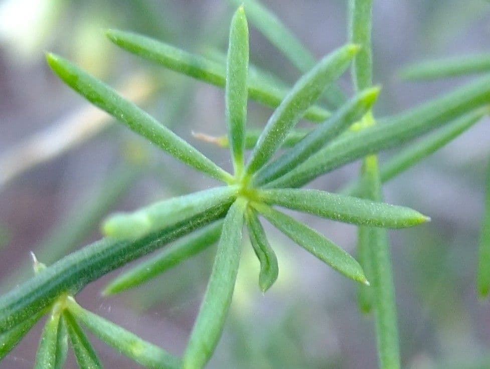 Doldiger Spargel 20