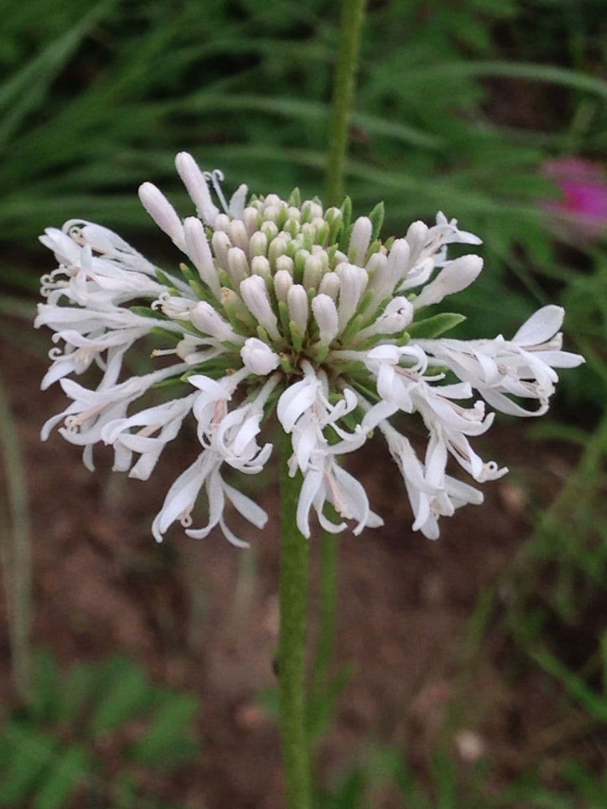 Marshallia caespitosa 2
