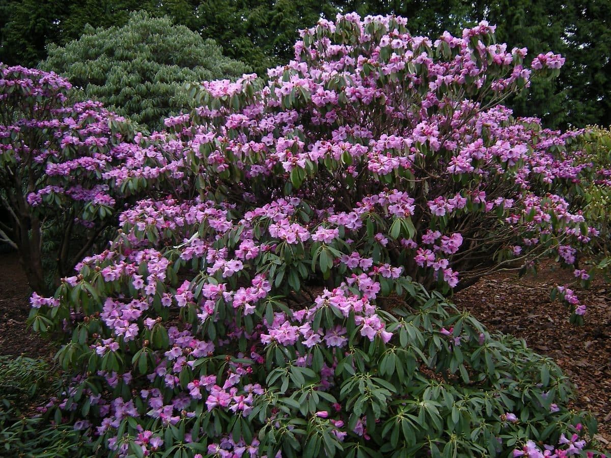 Rododendro 6
