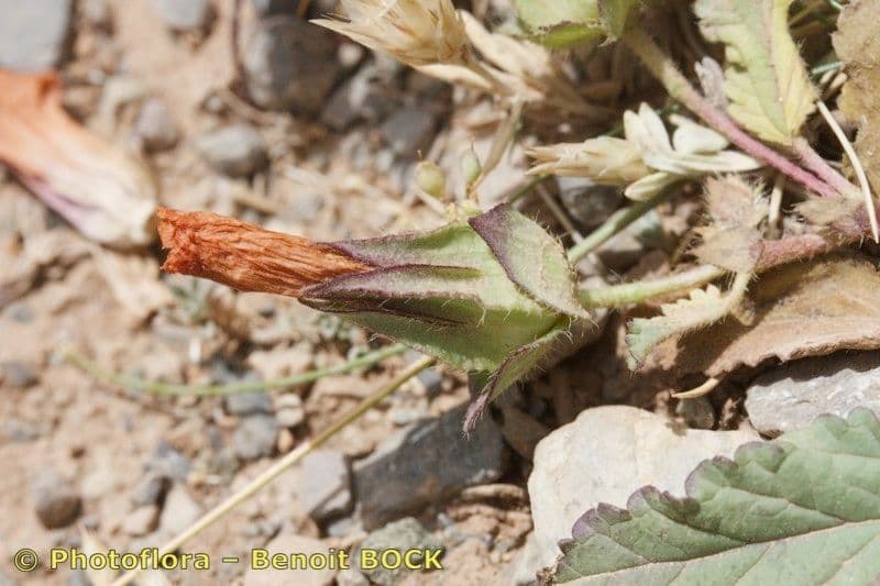 Malope malacoides