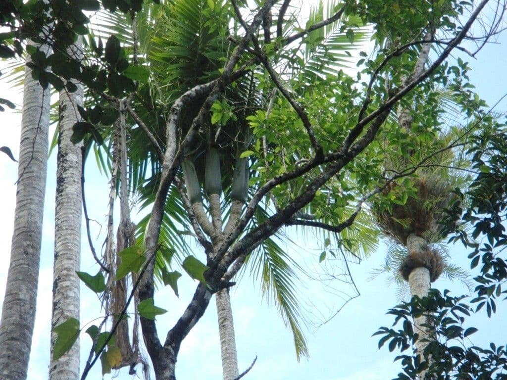 Kentiopsis 10